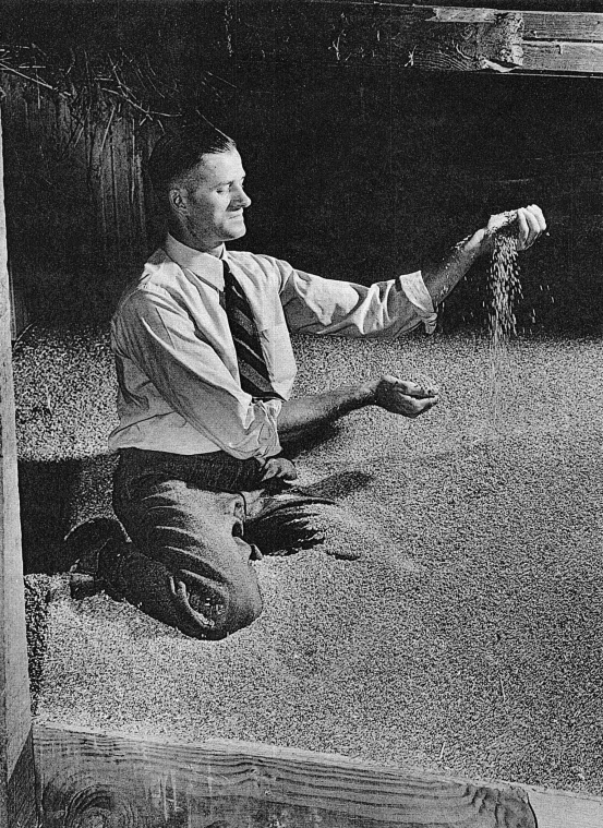 Farmer, Roscoe Filburn, with wheat grains